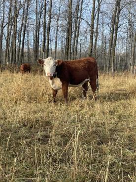 Gallery: Cornell Farms>Females for Sale