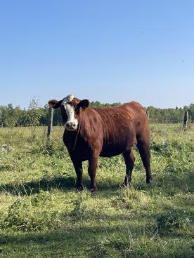 Gallery: Cornell Farms>Females for Sale