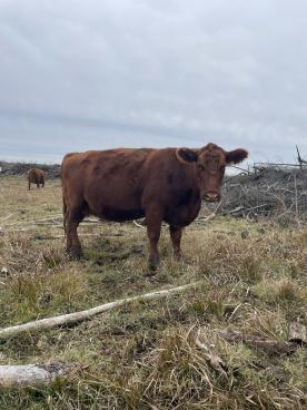 Gallery: Cornell Farms>Females for Sale