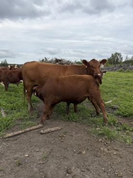 Gallery: Cornell Farms>Females for Sale
