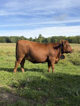 Gallery: Cornell Farms>Females for Sale