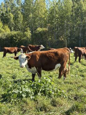 Gallery: Cornell Farms>Females for Sale