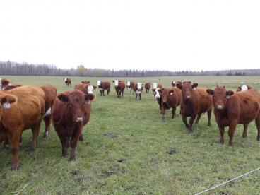 Gallery: Cornell Farms>Females for Sale