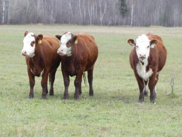 Gallery: Cornell Farms>Females for Sale
