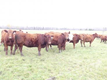 Gallery: Cornell Farms>Females for Sale