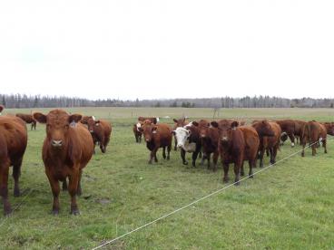 Gallery: Cornell Farms>Females for Sale