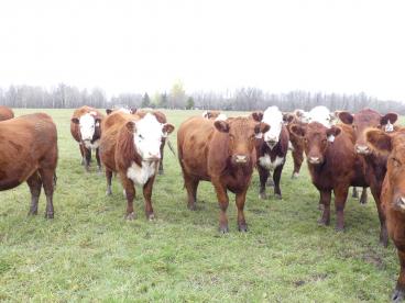 Gallery: Cornell Farms>Females for Sale