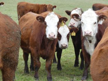Gallery: Cornell Farms>Females for Sale