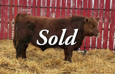 RED CRNL ENERGIZE NEUTON 56N