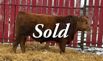 RED CRNL 32H NATHANIEL 64N