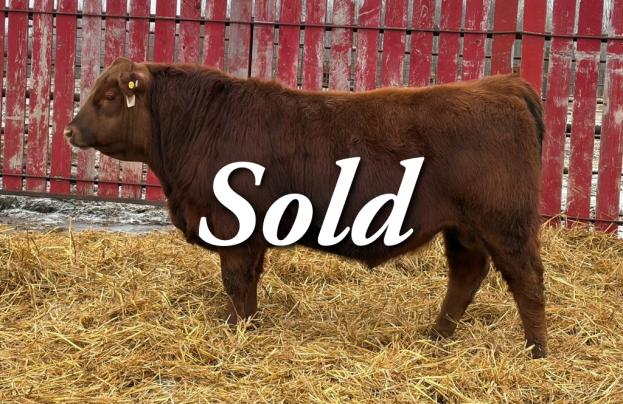 red crnl reckoning nitro 65n