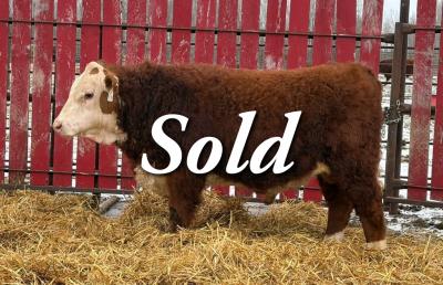 CRNL KIMBALL NEW KID 91N