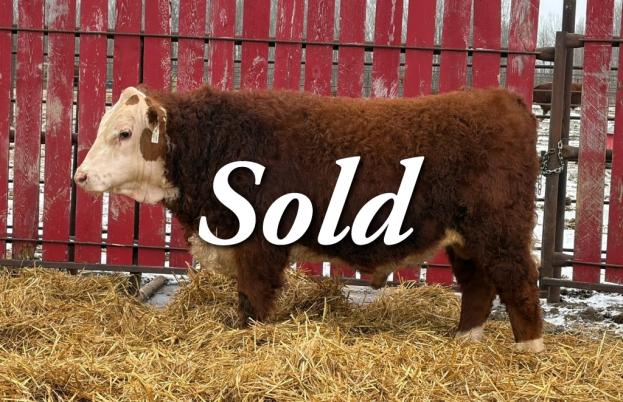 Crnl kimball new kid 91n