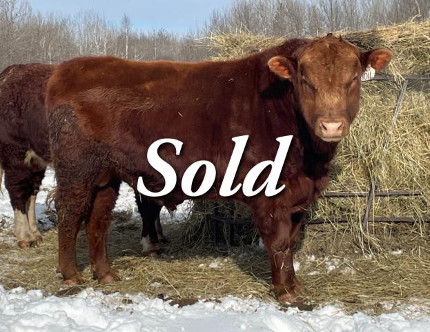 RED CRNL SAKIC BENCHMARK 101L