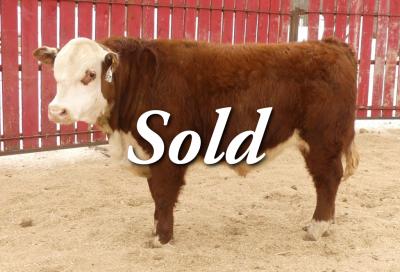 CRNL 45J Malcolm 65m