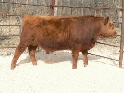 Yearling - 94B