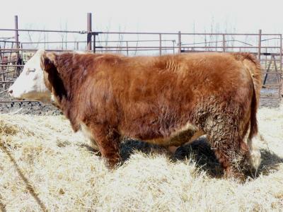 crnl red bull finley 10f