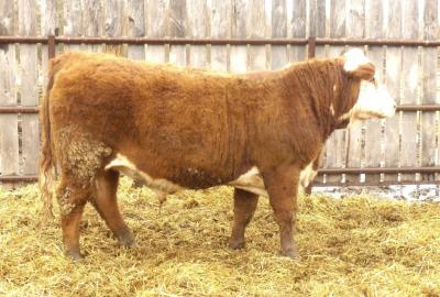 CRNL Bolder Kimball 32K