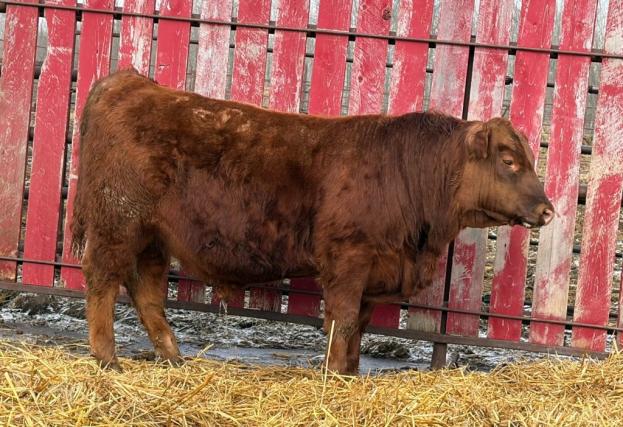 red crnl 7j newman 38n