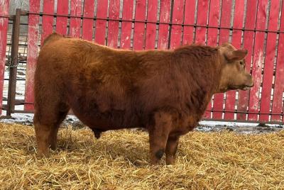 RED CRNL 7J NORRIS 74N