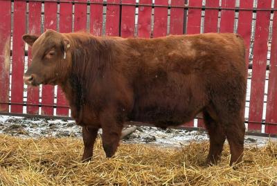 RED CRNL 42K NIGHT OWL 98N