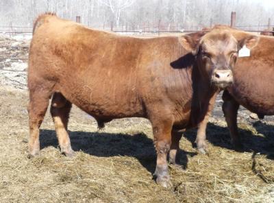 Red CRNL Rambler Jackpot 7J