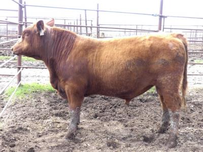 Red CRNL Ribeye Hunter 32H
