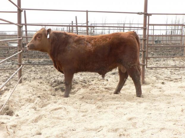 red crnl BT declan 71d