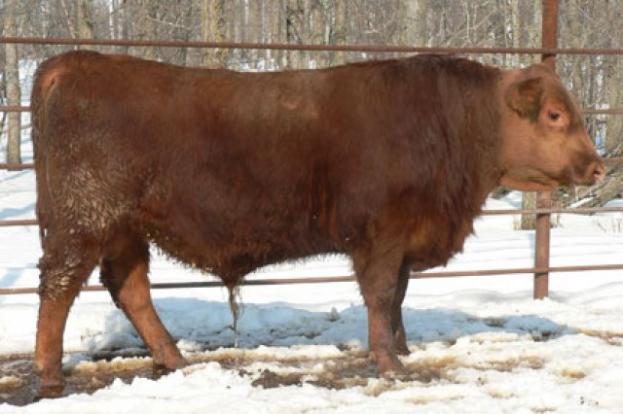 red crnl shoco wrangler 76w
