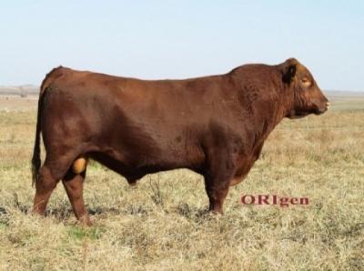 red basin trendsetter 6074